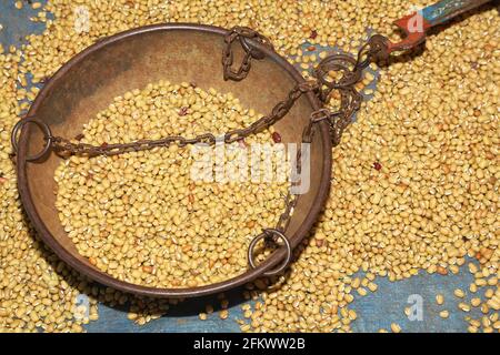 Wöchentlicher Stammesmarkt von Vishwanathpur Dorf. Indische traditionelle Korn Gewicht Gadget mit toor daal. Odisha, Indien Stockfoto