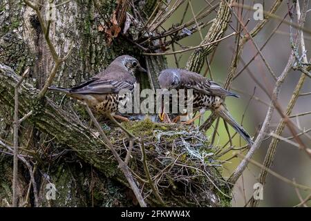 Männliche und weibliche Disteldrosseln- Turdus viscivorus füttern Küken am Nest. Stockfoto