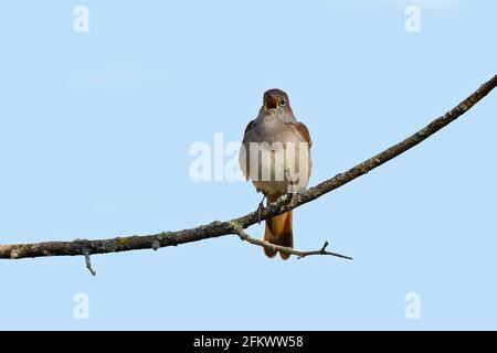 Nightingale-Luscinia megarhynchos im Lied. Stockfoto