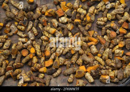 Kurkuma, Curcuma longa aus der Ingwerfamilie, zingiberaceae, deren Wurzeln in der Küche verwendet werden, Dorf Lanjigadh in Odisha Stockfoto