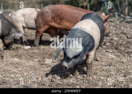 Freirange-Schweine Stockfoto