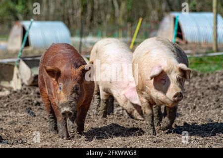 Freirange-Schweine Stockfoto