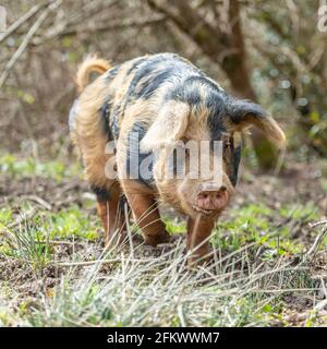 Freirange-Schweine Stockfoto