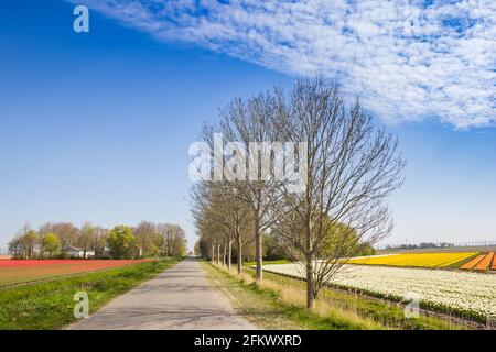 Straße durch bunte Tulpenfelder in Noordoostpolder, Niederlande Stockfoto