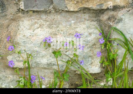 Heckenschlange Geranium pyrenaicum in Wales, Großbritannien, ist wild Blume oft an den Abgründen und in der Nähe von Hecken gefunden Stockfoto