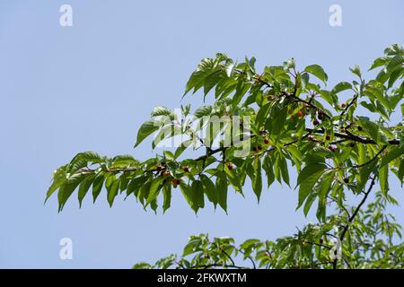 Kirschbaum im April, Stadt Isehara, Präfektur Kanagawa, Japan. Frische grüne Blätter und Kirschfrüchte. Stockfoto
