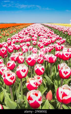 Nahaufnahme von roten und weißen Tulpen in Noordoostpolder, Niederlande Stockfoto