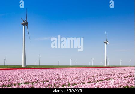 Rosa Tulpen und Windturbinen im Frühling in den Niederlanden Stockfoto