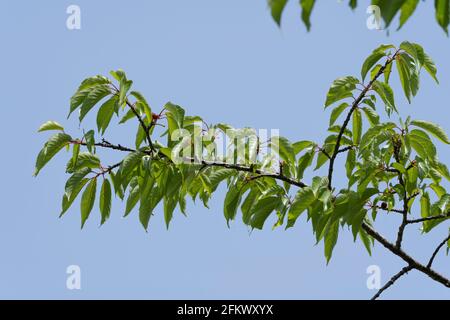 Kirschbaum im April, Stadt Isehara, Präfektur Kanagawa, Japan. Frische grüne Blätter und Kirschfrüchte. Stockfoto