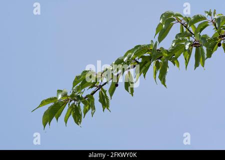 Kirschbaum im April, Stadt Isehara, Präfektur Kanagawa, Japan. Frische grüne Blätter und Kirschfrüchte. Stockfoto