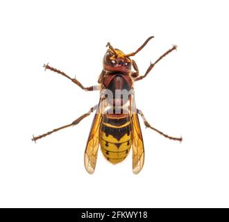 Hornet, Vespa Crabro, isoliert auf Weiß Stockfoto