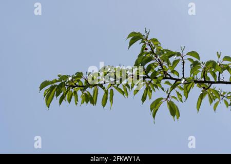 Kirschbaum im April, Stadt Isehara, Präfektur Kanagawa, Japan. Frische grüne Blätter und Kirschfrüchte. Stockfoto