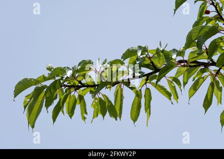 Kirschbaum im April, Stadt Isehara, Präfektur Kanagawa, Japan. Frische grüne Blätter und Kirschfrüchte. Stockfoto