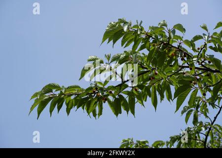 Kirschbaum im April, Stadt Isehara, Präfektur Kanagawa, Japan. Frische grüne Blätter und Kirschfrüchte. Stockfoto