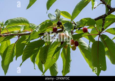 Kirschbaum im April, Stadt Isehara, Präfektur Kanagawa, Japan. Frische grüne Blätter und Kirschfrüchte. Stockfoto