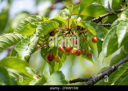 Kirschbaum im April, Stadt Isehara, Präfektur Kanagawa, Japan. Frische grüne Blätter und Kirschfrüchte. Stockfoto
