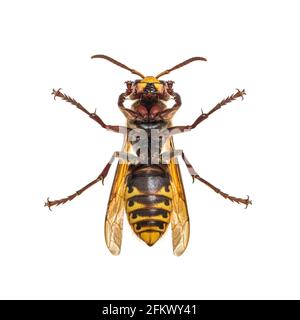 Hornet, Vespa Crabro, isoliert auf Weiß Stockfoto