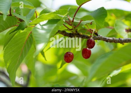 Kirschbaum im April, Stadt Isehara, Präfektur Kanagawa, Japan. Frische grüne Blätter und Kirschfrüchte. Stockfoto