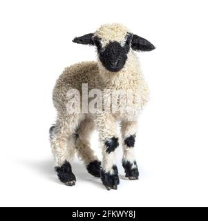 Valais Blacknose Lamb steht vorne, isoliert auf Weiß Stockfoto