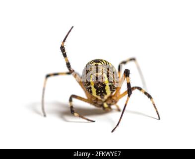 Wespenspinne in Not, die aus ihrem Netz hängt, in einer seltsamen Position Stockfoto