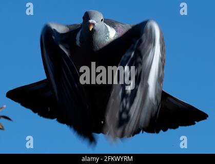 Thaxted Essex England Common Wood Pigeon im Garten April 2021 Die gewöhnliche Waldtaube (Columba palumbus) Ist eine große Art in der Taube und Taube Famii Stockfoto