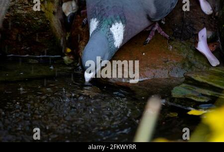 Thaxted Essex England Common Wood Pigeon im Garten April 2021 Die gewöhnliche Waldtaube (Columba palumbus) Ist eine große Art in der Taube und Taube Famii Stockfoto