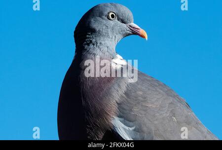 Thaxted Essex England Common Wood Pigeon im Garten April 2021 Die gewöhnliche Waldtaube (Columba palumbus) Ist eine große Art in der Taube und Taube Famii Stockfoto