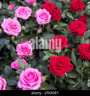 Verschiedene Sorten von Rosen im Freien in einem Blumenbeet als Dekoration des Parks. Frühling Stockfoto