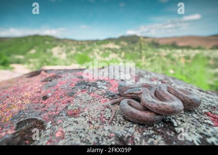 Weitwinkel-Makroaufnahme einer glatten Schlange (Coronella austriaca), die auf grauem Felsen gewickelt ist. Grüne Berglandschaft und blauer Himmel im Hintergrund Stockfoto