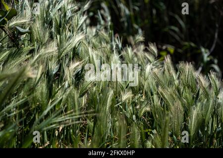 Hordeum Murinum, falsche Gerste, Wand Gerste ist ein jährliches grünes Gras Hintergrund, Textur. Wilde Pflanze, frische Flora im Freien, Landwirtschaft, ländliche Umwelt Stockfoto
