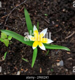 Tulpa biebersteiniana. Gelb-weiße stachelige Tulpen im Frühling auf einem Blumenbeet. Tulipa scythica sylvestris. Gelbe seltene Wiesenblume Tulpe blos Stockfoto
