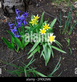 Tulpa biebersteiniana. Gelb-weiße stachelige Tulpen und blaue Hyazinthen. Tulipa scythica sylvestris. Gelbe seltene Wiesenblüte Tulpe blüht im april. D Stockfoto