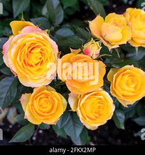 Verschiedene Sorten von Rosen im Freien in einem Blumenbeet als Dekoration des Parks. Frühling Stockfoto