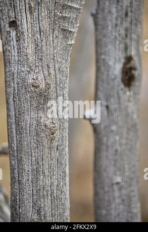 Nahaufnahme von zwei dünnen Baumstämmen Stockfoto