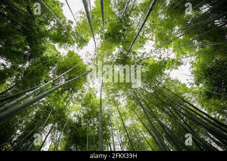 Arashiyama Bambuswald in Kyoto, Japan. Blick durch den grünen Bambushain. Stockfoto