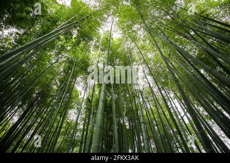 Arashiyama Bambuswald in Kyoto, Japan. Blick durch den grünen Bambushain. Stockfoto