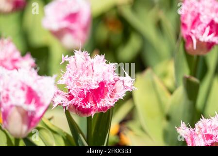 Tulip mit rosa Fransen, Tulipa „Huis ten Bosch“ Stockfoto