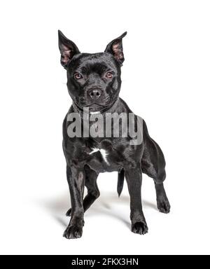 Schwarzer amerikanischer Staffordshire Terrier isoliert auf Weiß Stockfoto