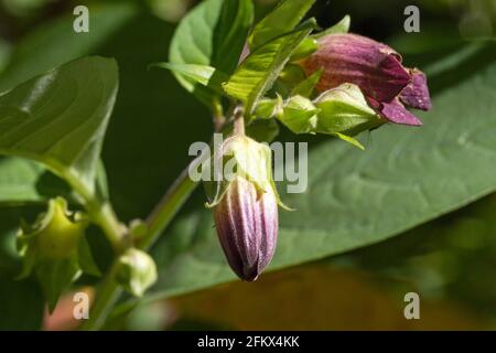 Schwarzer Tödlicher Nachtschatten, Atropa Bella Donna, Blossom Stockfoto