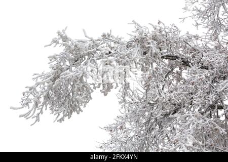 Laub Nach Einem Eisigen Regen Und Im Winter Beim Hochfrost Stockfoto