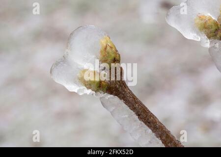 Knospen Der Flieder Nach Einem Eisigen Regen Stockfoto