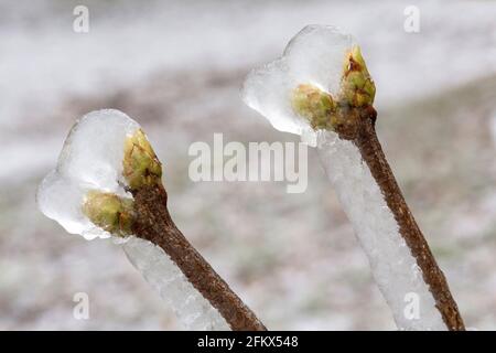 Knospen Der Flieder Nach Einem Eisigen Regen Stockfoto