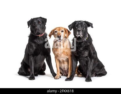 Gruppe von Labrador Retriever Hunden, isoliert auf weiß Stockfoto