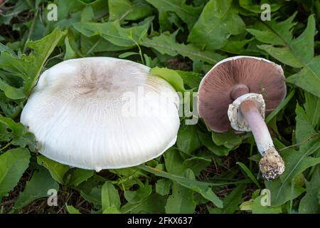 Feld- Oder Wiesenmeister Stockfoto