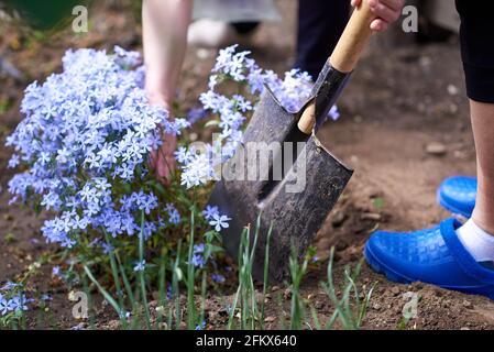 Phlox divaricata, der wildblaue Phlox, Waldphlox oder wildsüßer william, ist eine blühende Pflanze aus der Familie der Polemoniaceae Stockfoto
