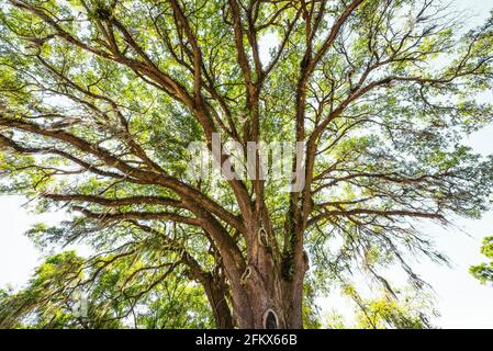 Lebende Eiche auf dem Parkplatz vor dem Fort White, Florida, Post Office. Stockfoto