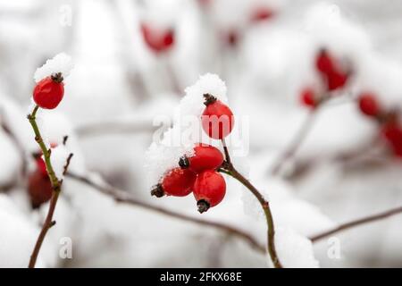 Hagebutten, Früchte Mit Schnee Stockfoto