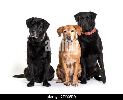 Gruppe von Labrador Retriever Hunden, isoliert auf weiß Stockfoto