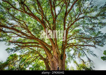 Lebende Eiche auf dem Parkplatz vor dem Fort White, Florida, Post Office. Stockfoto
