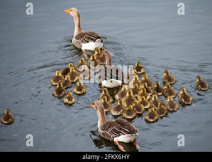 Graugänse, die Gänse vor mehreren Brutplätzen schützen, River Ouse, North Yorkshire, Großbritannien Stockfoto